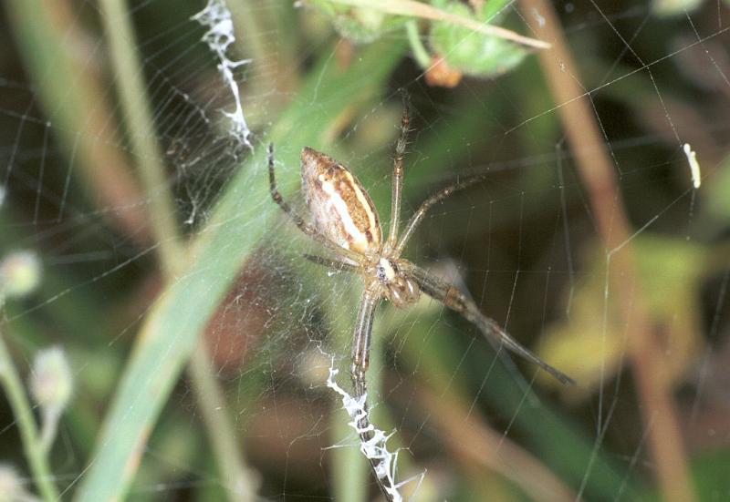 Argiope_bruennichi_F2215_Z_76_Les Gris_Frankrijk.jpg